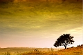 paysage 10_07_11n01